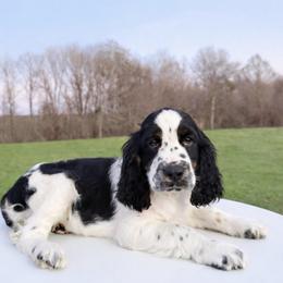 Black Tri boy - Black white and tan male English Springer Spaniel puppy in Defuniak Springs, Florida from Anastasia Knight's Cocker Spaniels