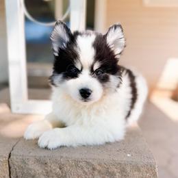 Bumble-Bee - Black and white male Pomsky puppy in Cleveland, Ohio from Lake Point Pomskies