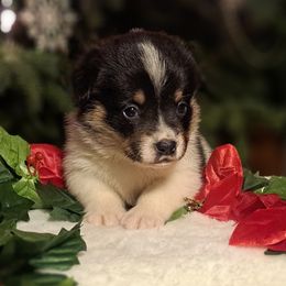 Cow - Black and white male American Corgi puppy in Gouverneur, New York from St. Lawrence Corgis