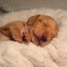 Amora - Cream female Dachshund puppy in Phoenix, Arizona from Lengthydog.co