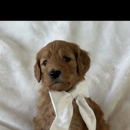 Goldendoodle Puppies from Ankeny Doodles