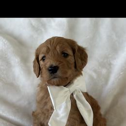 Goldendoodle Puppies from Ankeny Doodles
