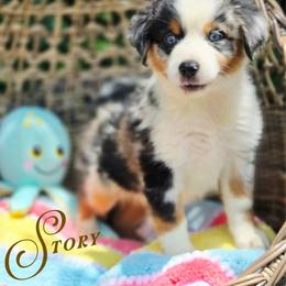 Story - Price 2500 - Blue merle female Miniature Australian Shepherd puppy in Ennis, Texas from God’s Little Aussies
