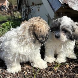 Shichon puppies from Painter Puppies