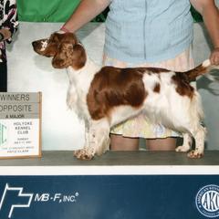 Thyme - Welsh Springer Spaniel