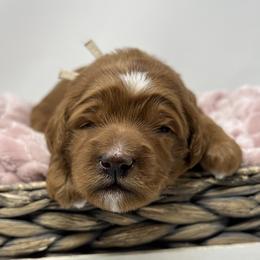 White Female - Apricot female Goldendoodle puppy in Great Falls, Montana from Montana Goldendoodles