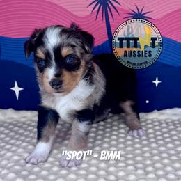 Spot - Blue merle male Miniature Australian Shepherd puppy in Tucson, Arizona from TTTNT Aussies