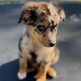 Zap - Blue merle male Australian Shepherd puppy in Albertville, Alabama from Salt Creek Aussies