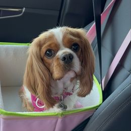 Pumpkin - Cavalier King Charles Spaniel