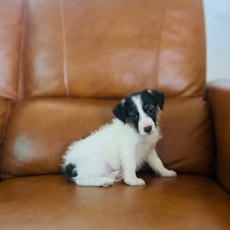 Kate - Tri-color female Russell Terrier puppy in Lufkin, Texas from Dixie-Rose JRT