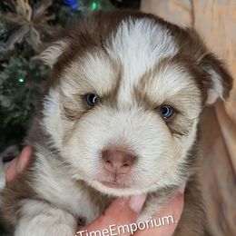 Cooper - Red and white male Pomsky puppy in Spring Hill, Florida from www.PuppyTimeEmporium.com
