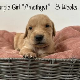 Golden Retriever Puppies from Gold Treasure Retrievers