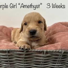 Golden Retriever Puppies from Gold Treasure Retrievers