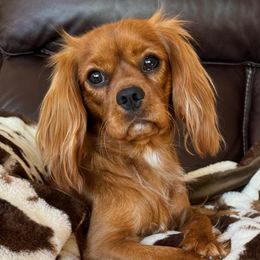 Amber - Cavalier King Charles Spaniel