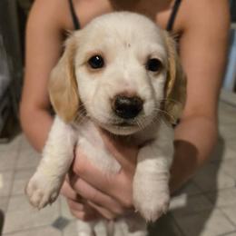 AKC Darla - Piebald female Dachshund puppy in Onalaska, Texas from Weenies on the Lake