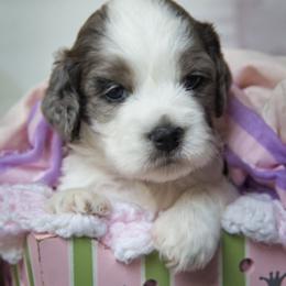 Cockapoo and Goldendoodle Puppies from Capital Doodles
