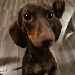 Jingle - Dachshund