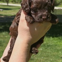 Cocoa - Chocolate female Cavapoo puppy in Mooresville, North Carolina from Clearview Canines