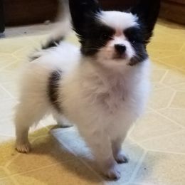 Papillon Puppies from Fairtail Papillon's & Phalene's