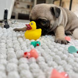 Tillie - Fawn female Pug puppy in Indiahoma, Oklahoma from Farm Fresh Doodles