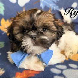 Ryan - Black gold and white male Shih Tzu puppy in Hemet, California from Aloha Shih Tzu