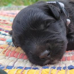 Poblano - Black male Bouvier des Flandres puppy in Drury, Missouri from Black Bears Critters