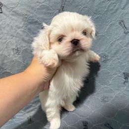 My keeper girl - Cream female Pekingese puppy in Clinton, Tennessee from Gracelands Pekingese