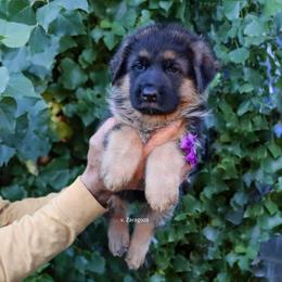 Purple collar - Black and red female German Shepherd puppy in Stockton, California from Zaragoza German Shepherds