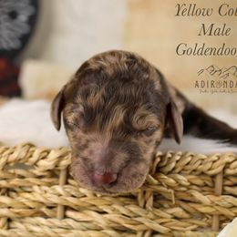 Yellow collar - Merle male Goldendoodle puppy in Plattsburgh, New York from Adirondack Poodles Goldendoodles,Bernedoodles & Schnoodles