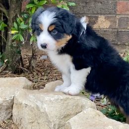 Australian Shepherd, Miniature Australian Shepherd, and Toy Australian Shepherd Puppies from Hunt Farms Mini Aussies