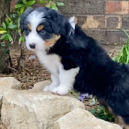Australian Shepherd, Miniature Australian Shepherd, and Toy Australian Shepherd Puppies from Hunt Farms Mini Aussies