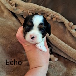Echo - Tri-color Cavalier King Charles Spaniel puppy in Mohnton, Pennsylvania from Maple Grove Cavaliers