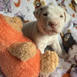 Snow - White and liver brown female Dalmatian puppy in Hastings, Florida from Love My Spotty Dalmatians