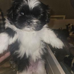 Bailey - Black and white female Shih Tzu puppy in Cook County, Illinois from My Tzu Crew
