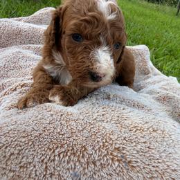 Girl 2 - Red  female Goldendoodle puppy in Wesson, Mississippi from Southern Country Doodles