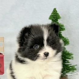 Black Parti girl - Black parti female Pomeranian puppy in Princeton, New Jersey from PureLove Poms.