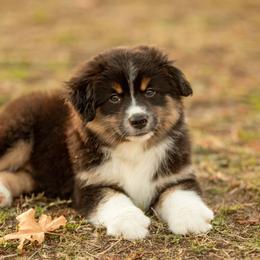 Lord Anthony - Black tri male Miniature American Shepherd puppy in Tonopah, Arizona from King's Miniature American Shepherds