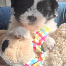 Snoopy - Black and white Shichon puppy in Upland, California from IDREAMOFPUPPIES