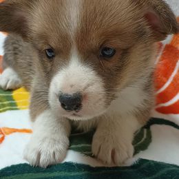 Pembroke Welsh Corgi Puppies from Episode Corgis