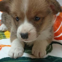 Pembroke Welsh Corgi Puppies from Episode Corgis