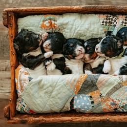 Bernedoodle Puppies from Veterinarian Raised Bernedoodles