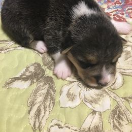American Corgi and Pembroke Welsh Corgi Puppies from Gardner Corgis