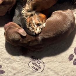 Hershey - Chocolate and tan male Dachshund puppy in Humble, Texas from Foley Dachshunds