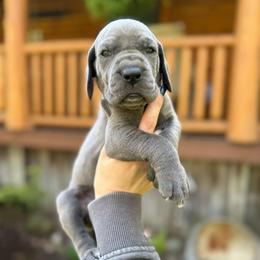 Skye - Blue female Great Dane puppy in Beulah, Michigan from Northwood Euro Danes and Bassets
