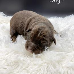 Miniature Australian Shepherd Puppies from Hilltop Aussies