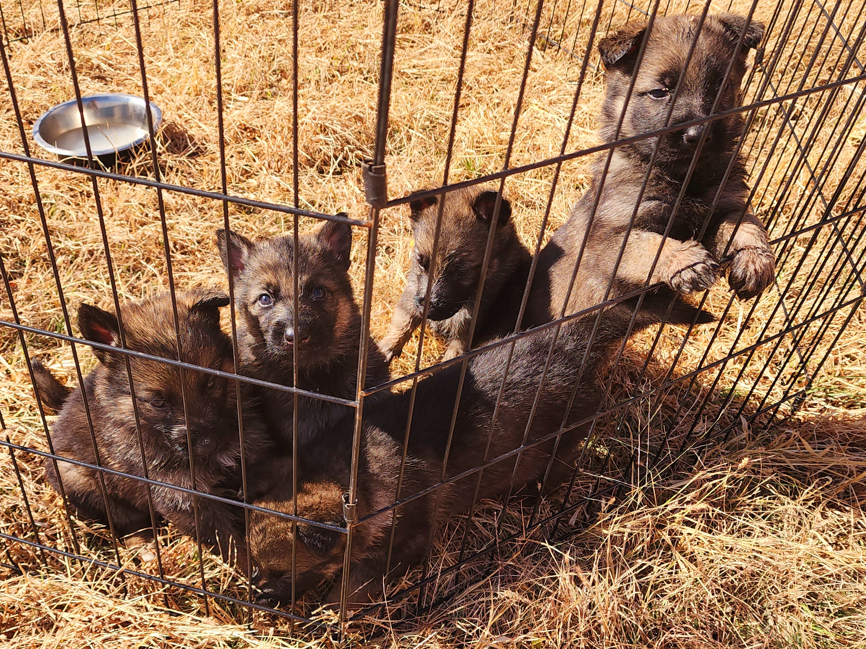 German Shepherd and Pembroke Welsh Corgi Puppies from Tiny Titans K9