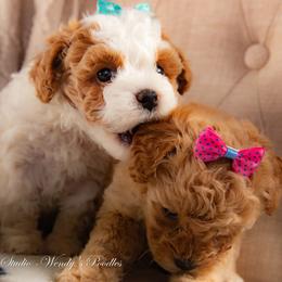 Poodle Puppies from Wendy's Poodles