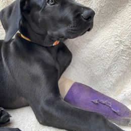 Great Dane Puppies from De Leon Danes