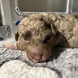 Latte-mini bernedoodle - Chocolate merle female Bernedoodle puppy in Pittsburg, Illinois from Doodles on Rock Creek