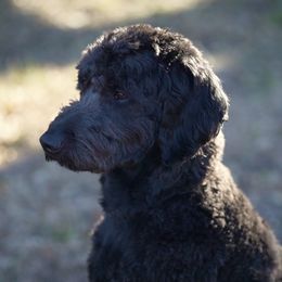 Duke - Goldendoodle